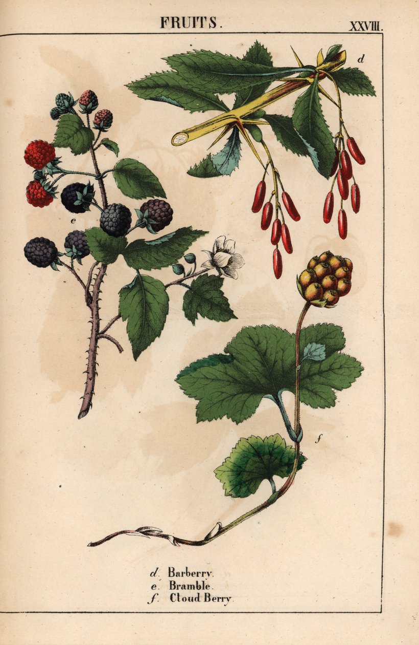 Dřišťál, ostružiní a zákalové bobulovité ovoce   , z „Poučné obrázkové knihy aneb lekce ze světa zeleniny“, [Charlotte Mary Yonge], Edinburgh od English School