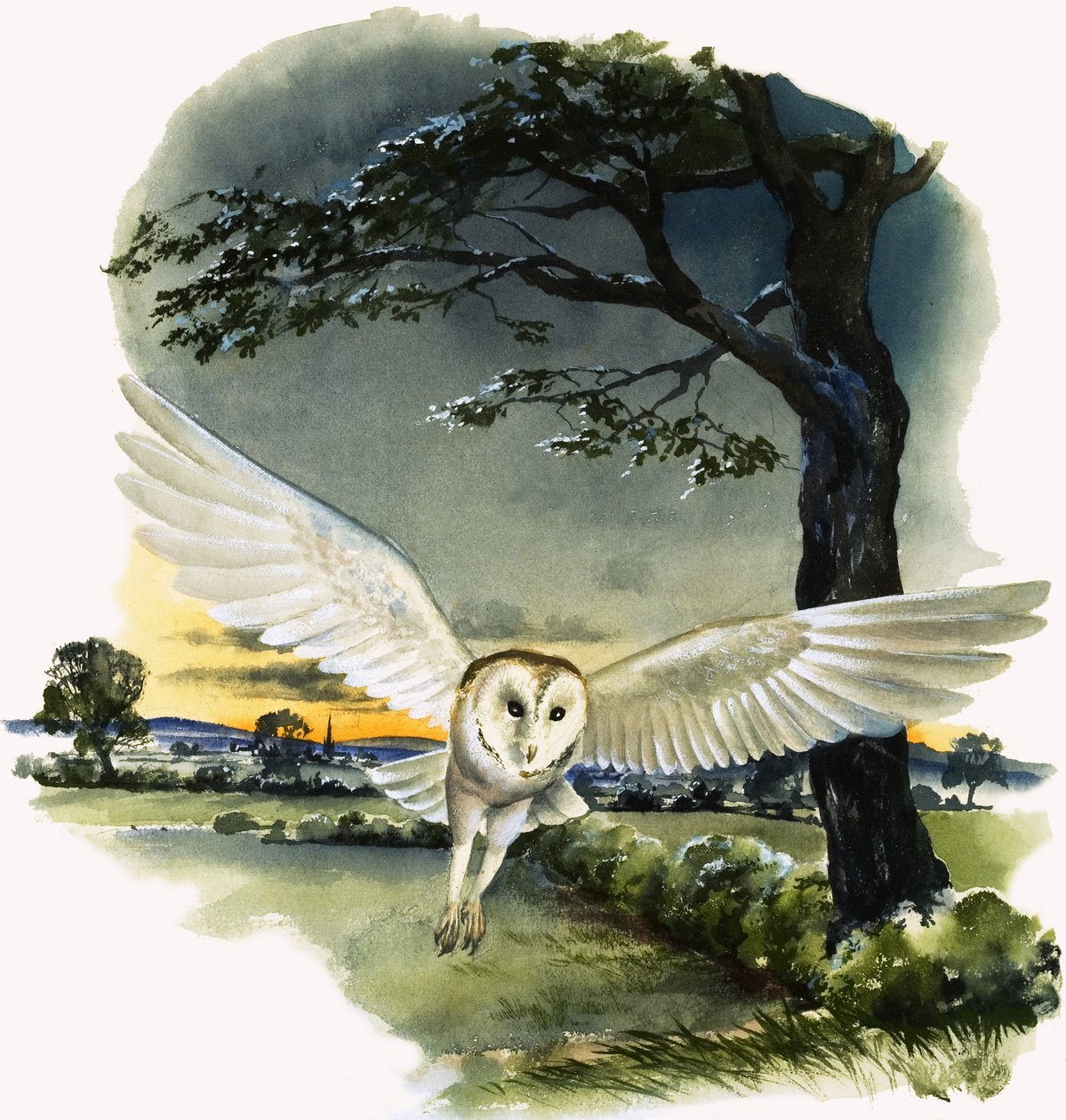 Sova pálená v letu, ilustrace z knihy 