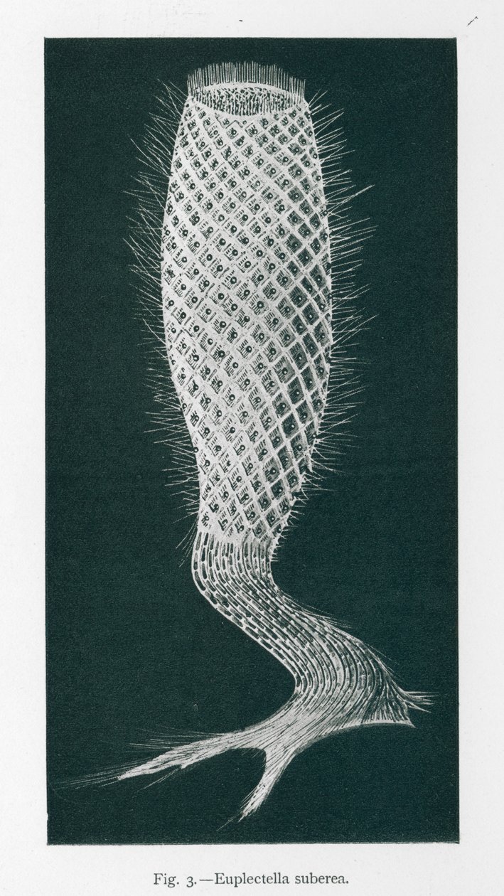 Krásy přírody: Euplectella Suberea (litografie) od English School