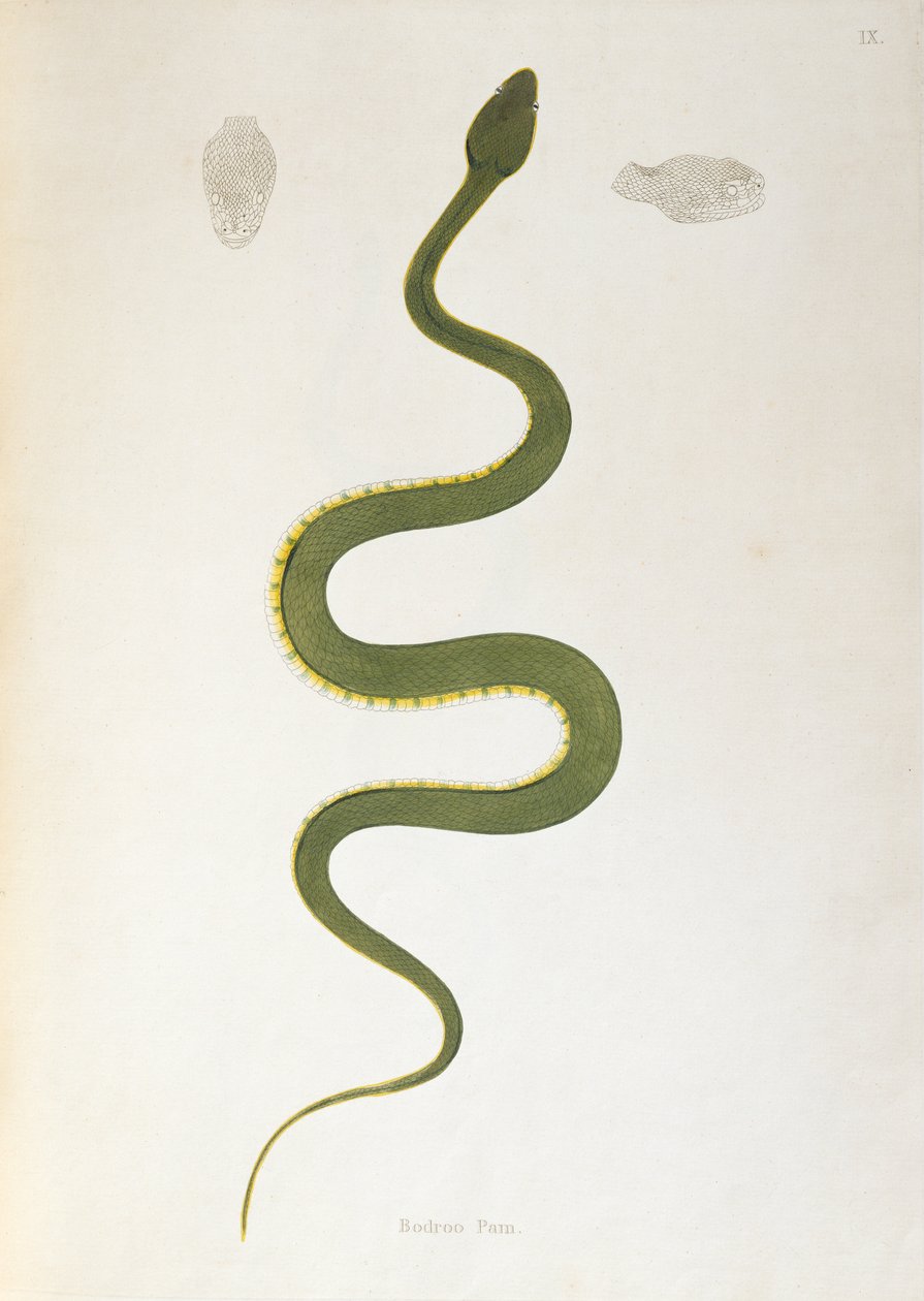 Bodroo Pam Snake z knihy An Account of Indian Serpents sebrané z pobřeží Coromandel Patrickem Russellem, Londýn, 1796 od English School
