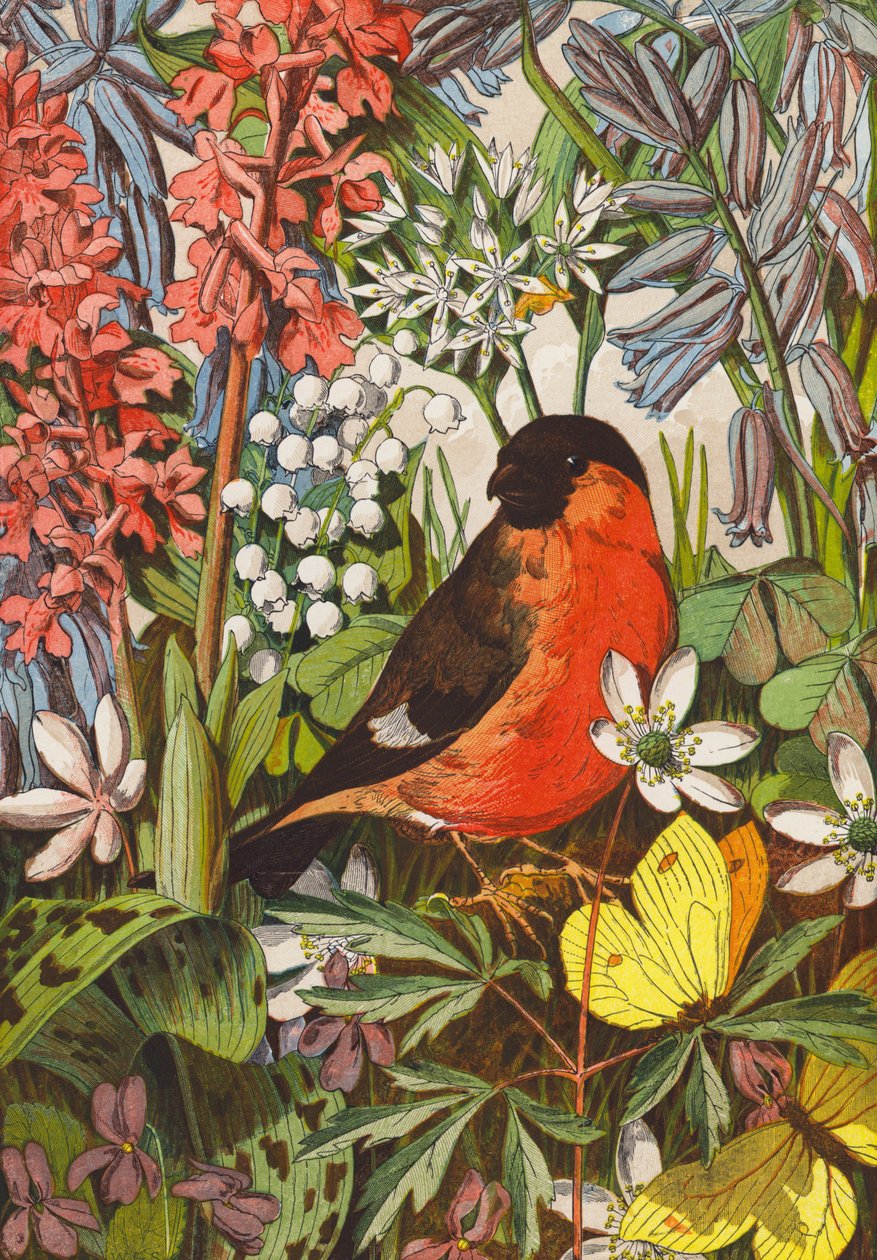 Bullfinch (barevná litografie) od English School