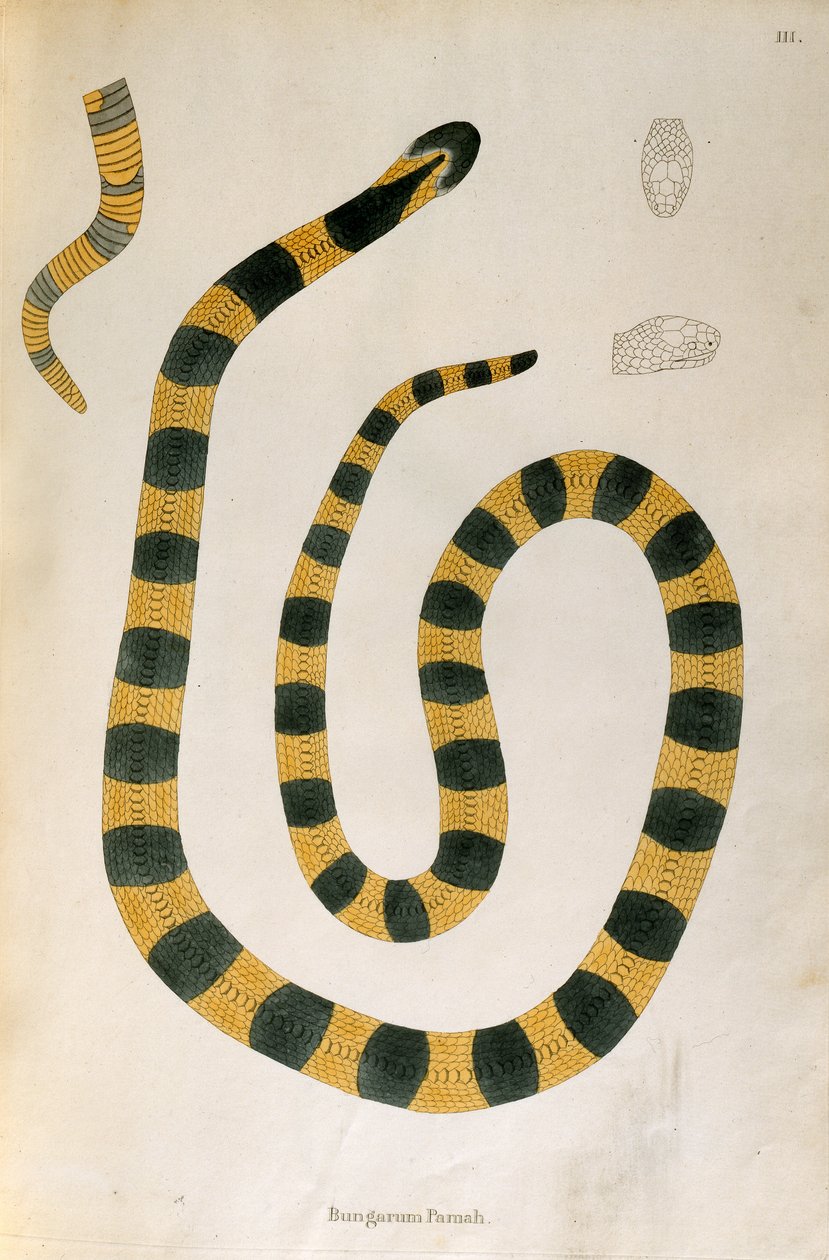 Bungarum Pamah Snake z knihy An Account of Indian Serpents sebrané z pobřeží Coromandel Patrickem Russellem, Londýn, 1796 od English School