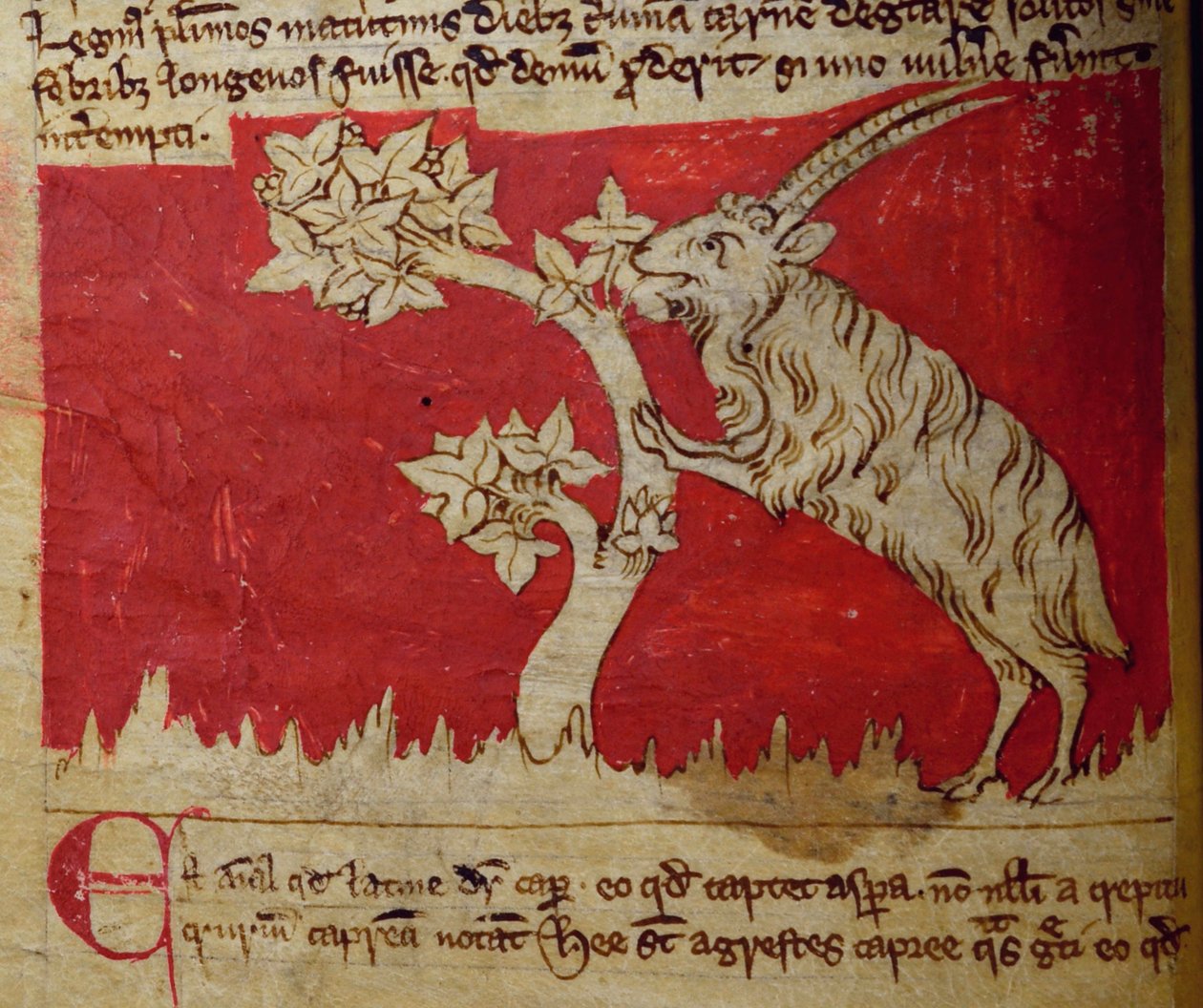 CCA-LitMs/D/10 fol.1v Koza, z Bestiáře od English School