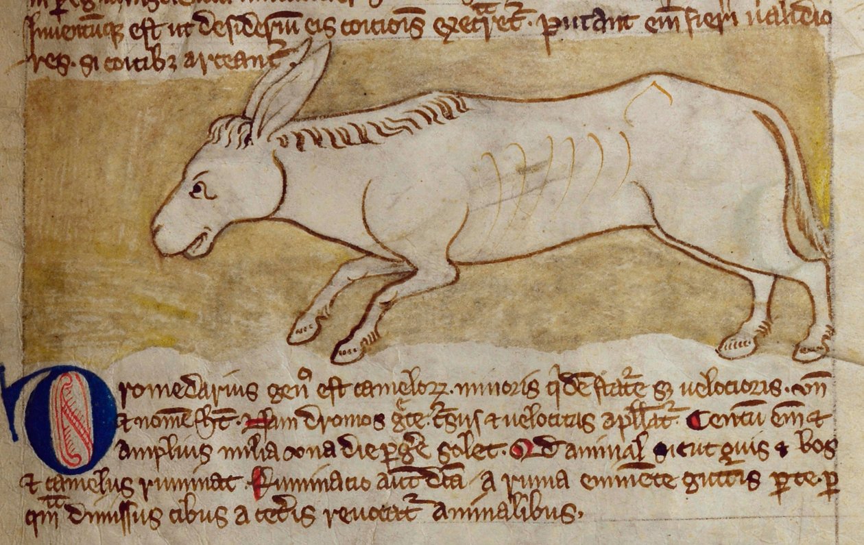 CCA-LitMs/D/10 fol. 10r Oslík, z Bestiáře od English School