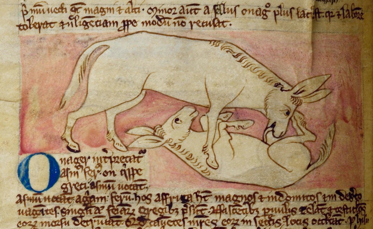 CCA-LitMs/D/10 fol. 10r Divoký zadek, z Bestiáře od English School