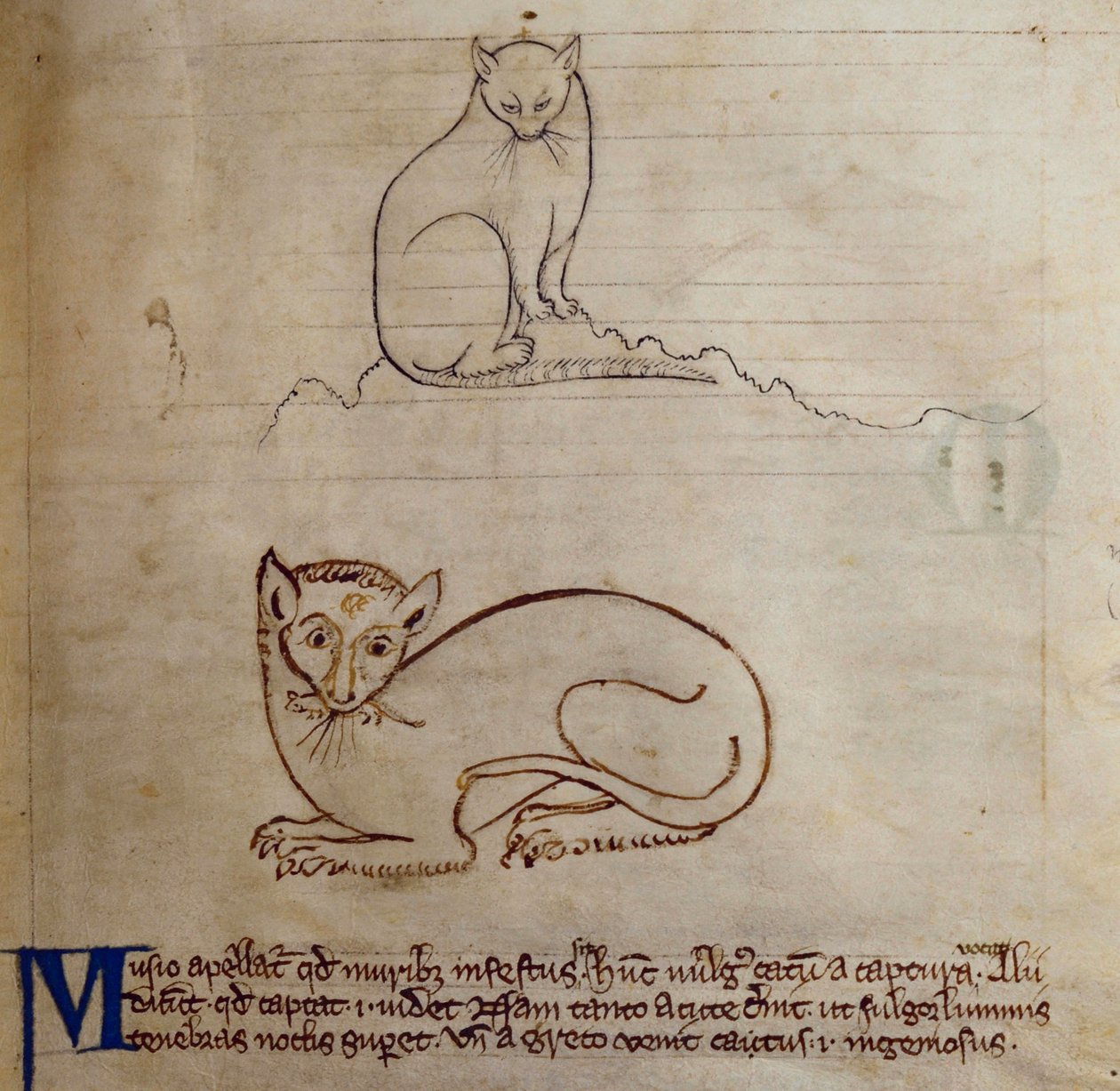 CCA-LitMs/D/10 fol. 11r Kočka, z Bestiáře od English School