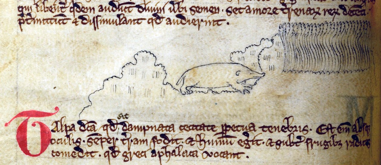 CCA-LitMs/D/10 fol. 11v Krtek, z Bestiáře od English School