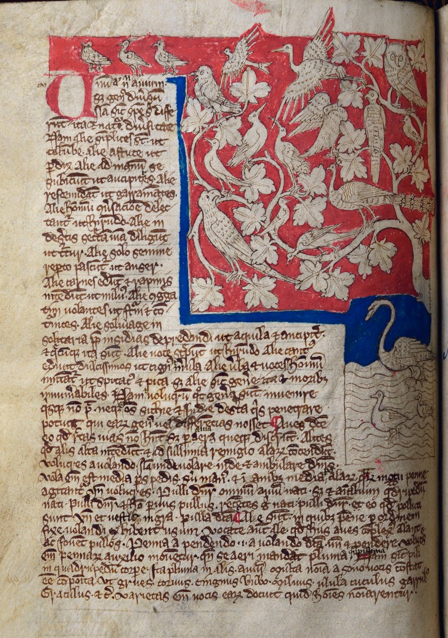 CCA-LitMs/D/10 fol. 12v Birds, od Bestiáře od English School