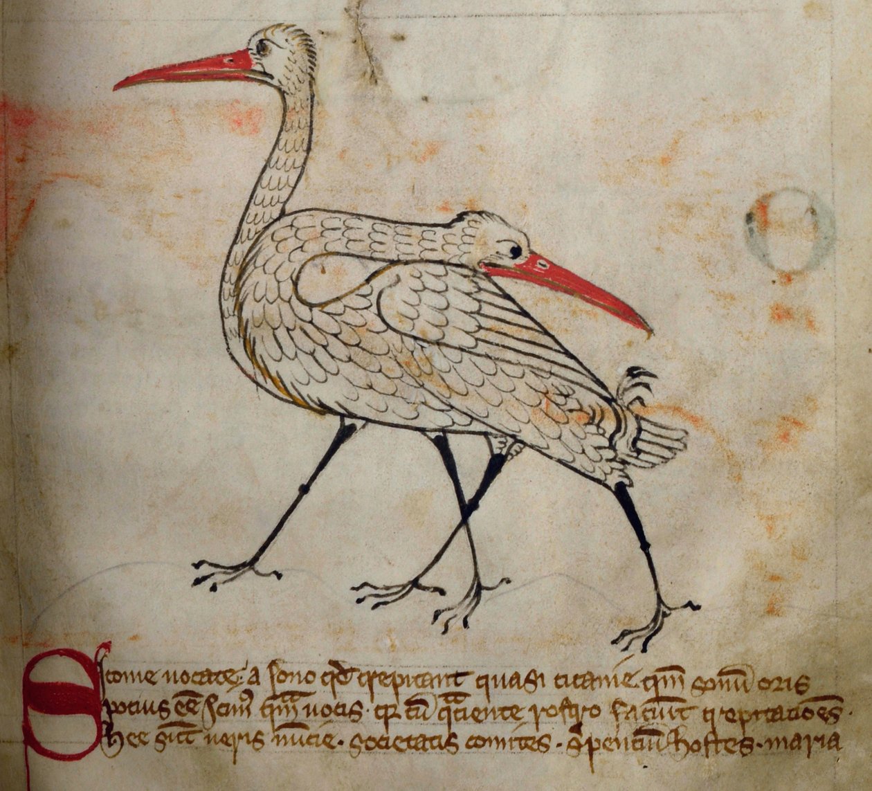 CCA-LitMs/D/10 fol. 15r Čáp, z Bestiáře od English School