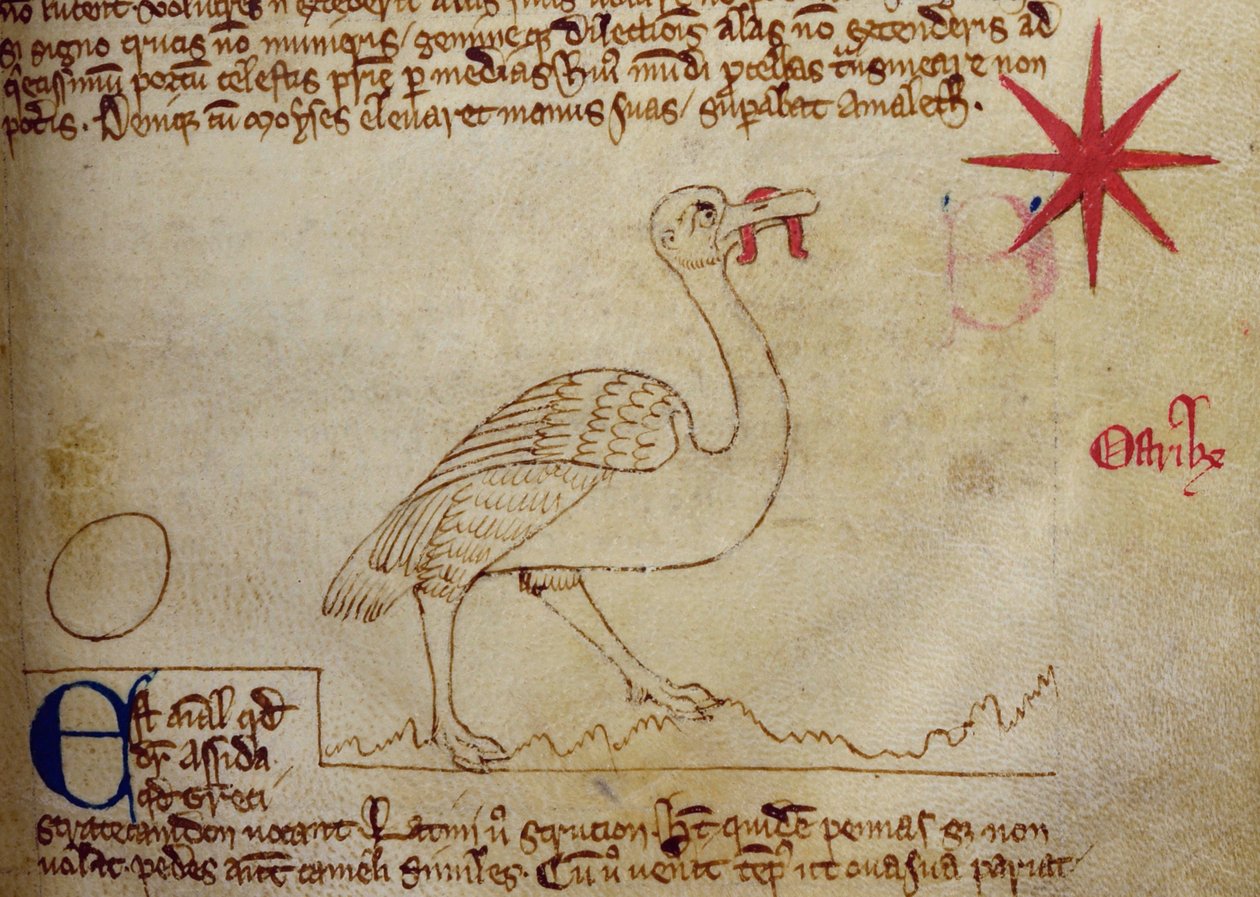 CCA-LitMs/D/10 fol. 16r Pštros, z Bestiáře od English School