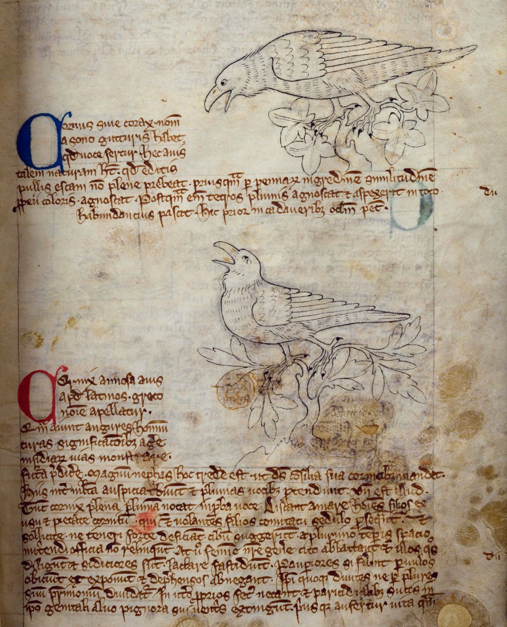 CCA-LitMs/D/10 fol. 20r Havran a vrána, z Bestiáře od English School