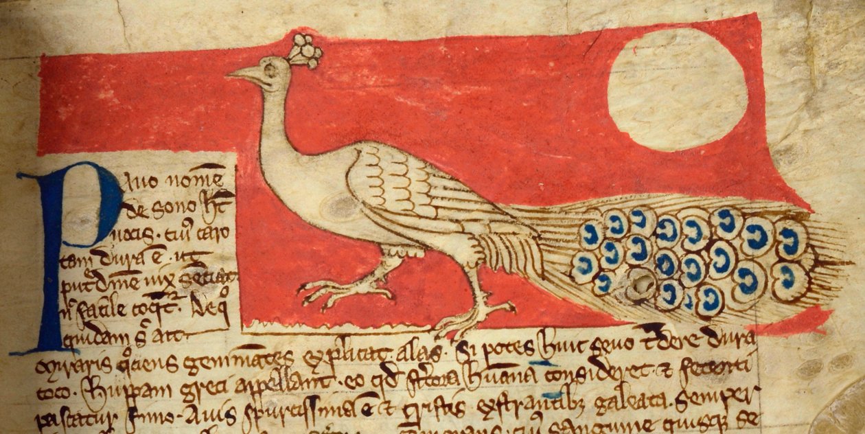 CCA-LitMs/D/10 fol. 22r Páv, z Bestiáře od English School