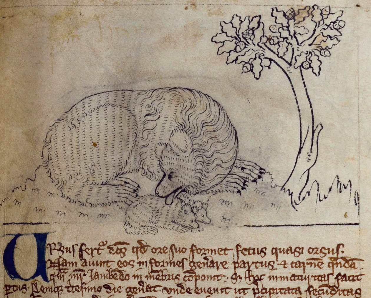CCA-LitMs/D/10 fol. 3r Medvěd, z Bestiáře od English School
