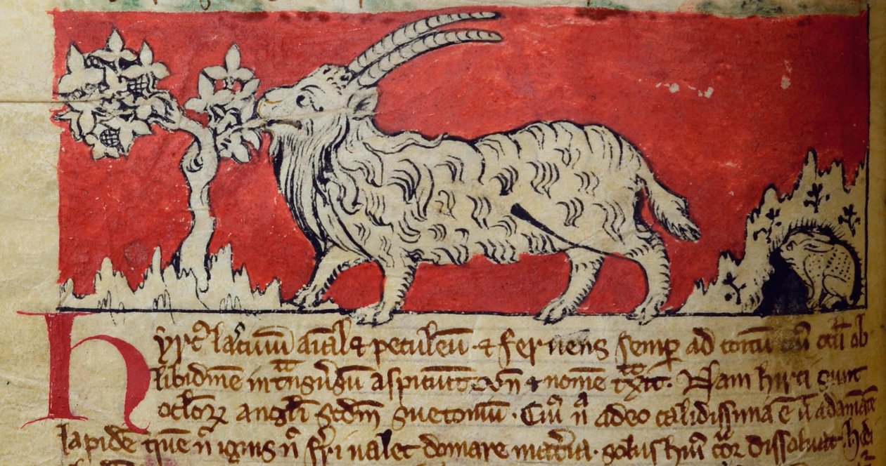 CCA-LitMs/D/10 fol. 8v Koza, z Bestiáře od English School