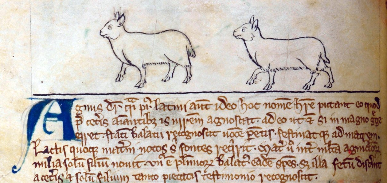 CCA-LitMs/D/10 fol. 8v Jehňata, z Bestiáře od English School