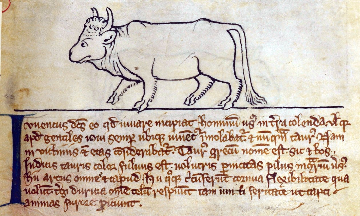CCA-LitMs/D/10 fol. 9r Bullock, z Bestiáře od English School