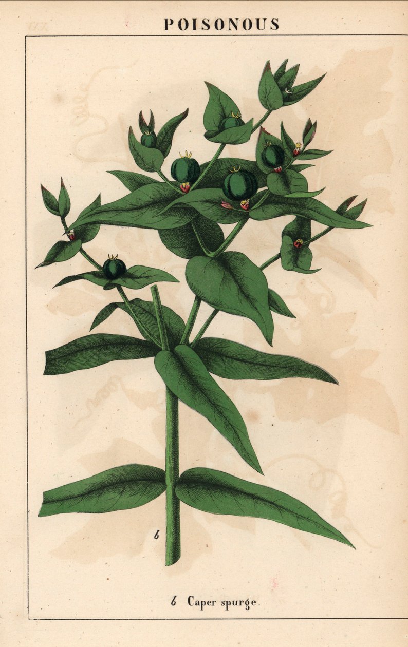 Pryšec kaparový se zelenými semeny, Euphorbia lathyris   , z „Poučné obrázkové knihy aneb lekce ze světa zeleniny“, [Charlotte Mary Yonge], Edinburgh od English School