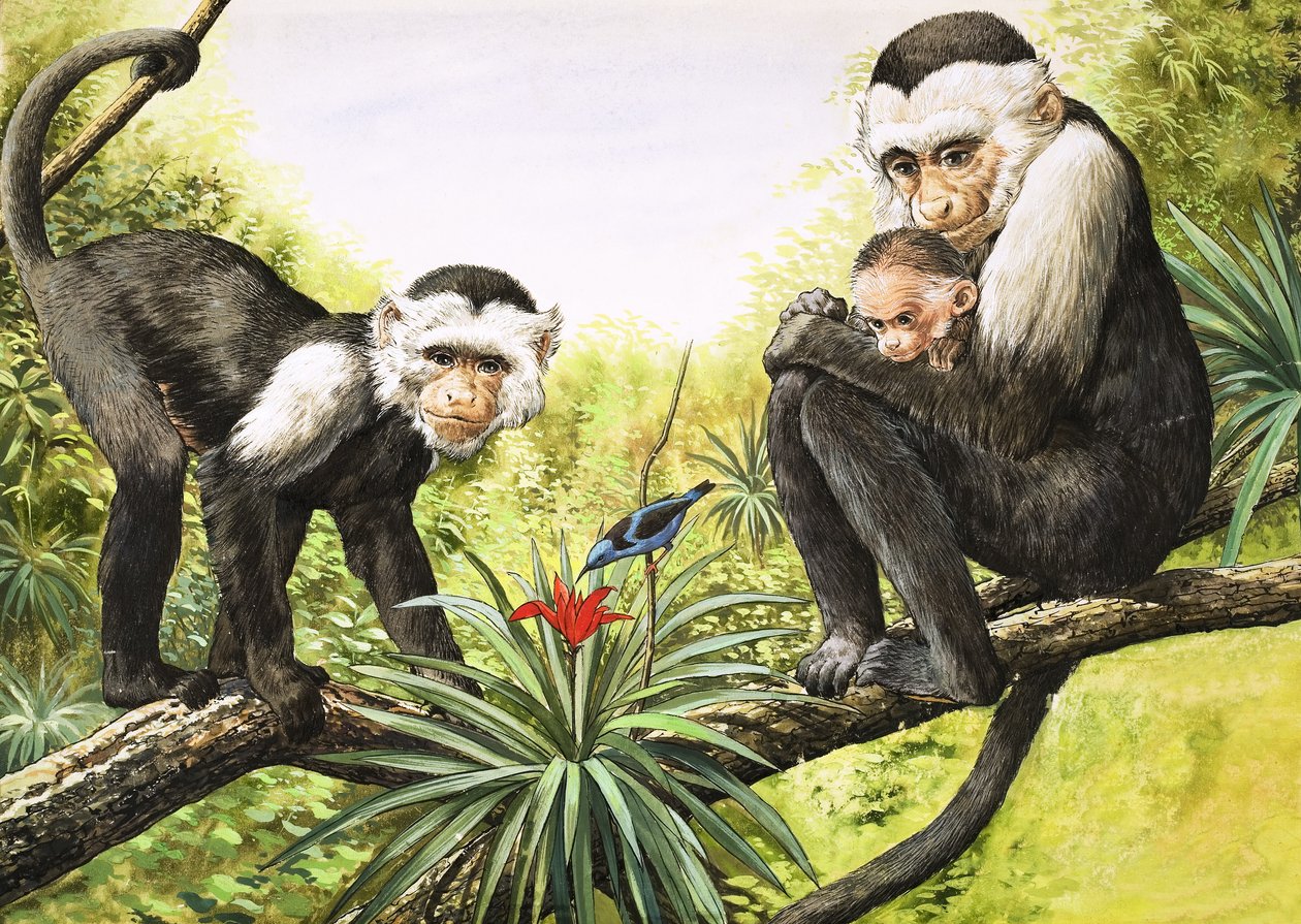 Opice kapucínské, ilustrace z knihy "Říše divů přírody od English School