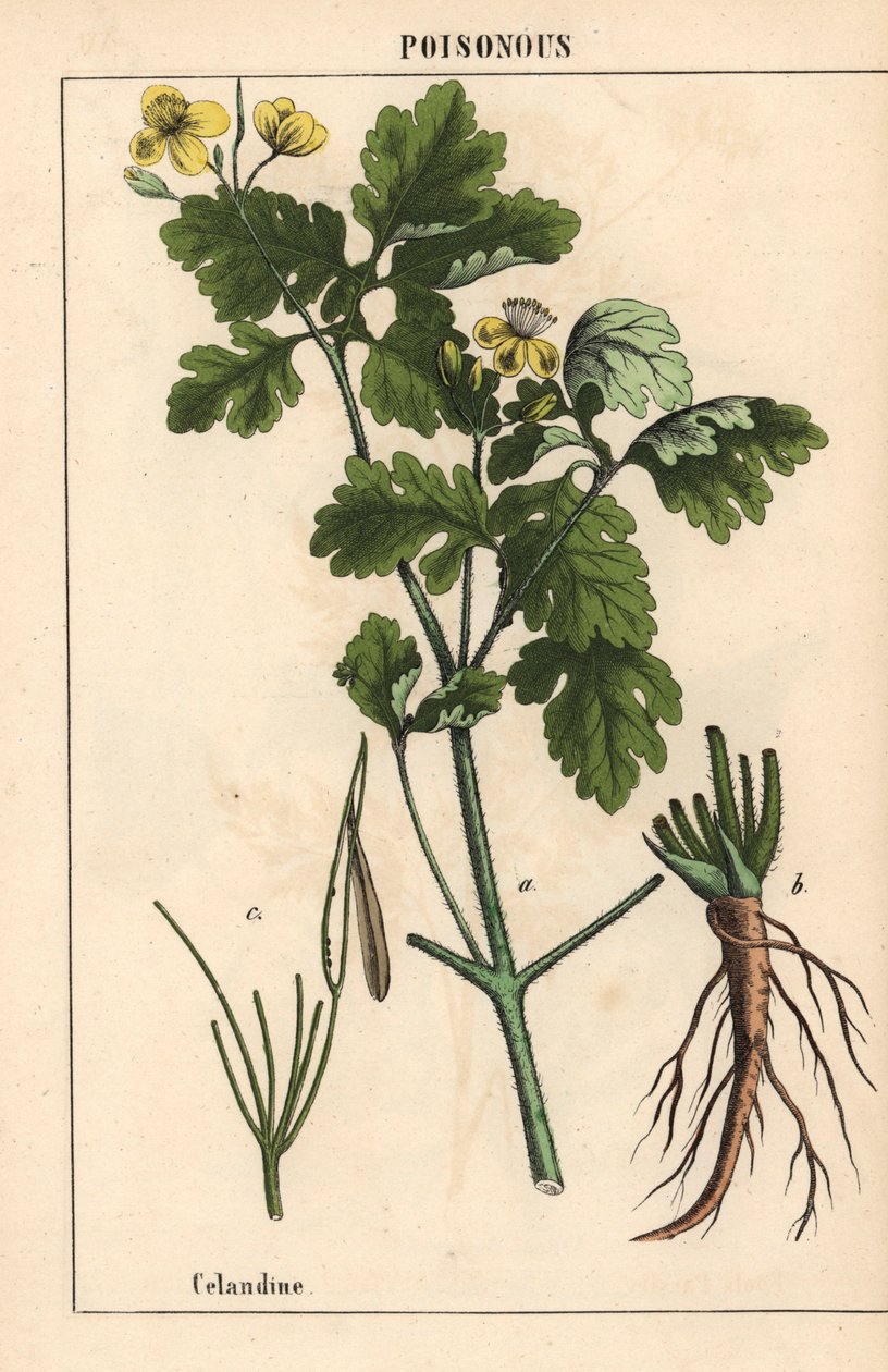 Vlaštovičník ukazuje žluté květy a kořeny.   , z „Poučné obrázkové knihy aneb lekce ze světa zeleniny“, [Charlotte Mary Yonge], Edinburgh od English School