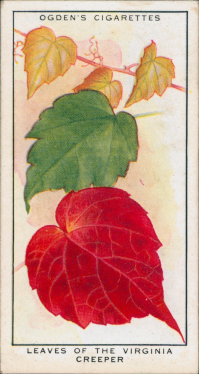 Měnící se barvy, Sezónní změny, Rostliny, Listy virginského plazivce (barevná litografie) od English School