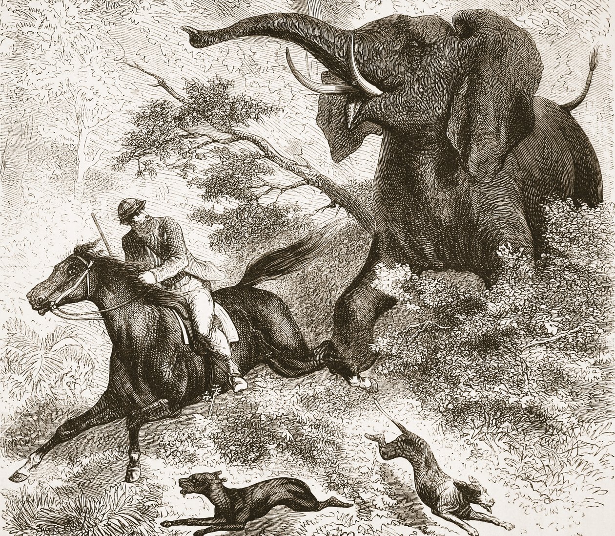 Pronásledován slonem, ilustrace z Obrazového vydání života a objevů Davida Livingstona od J. Ewinga Richieho, vydalo nakladatelství A. Fullarton & Co., 1876. od English School