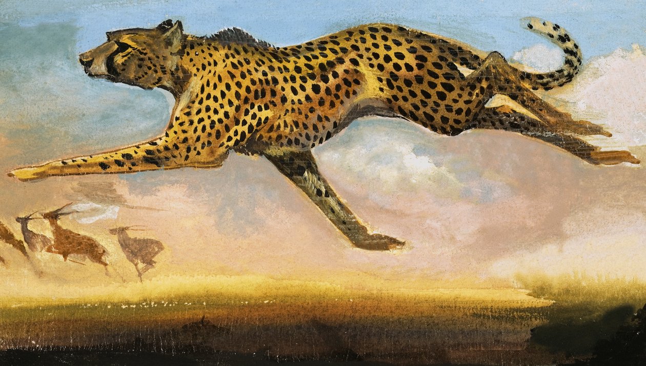 Gepard od English School