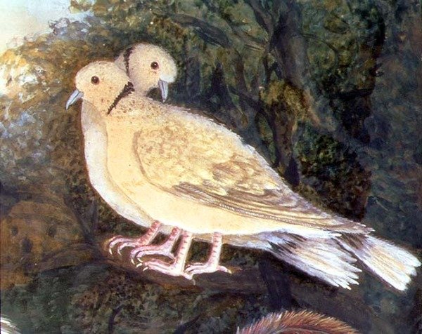 Kuře a holubice u farmy, detail holubic (akvarel, kvaš na papíře) (detail 93278) od English School
