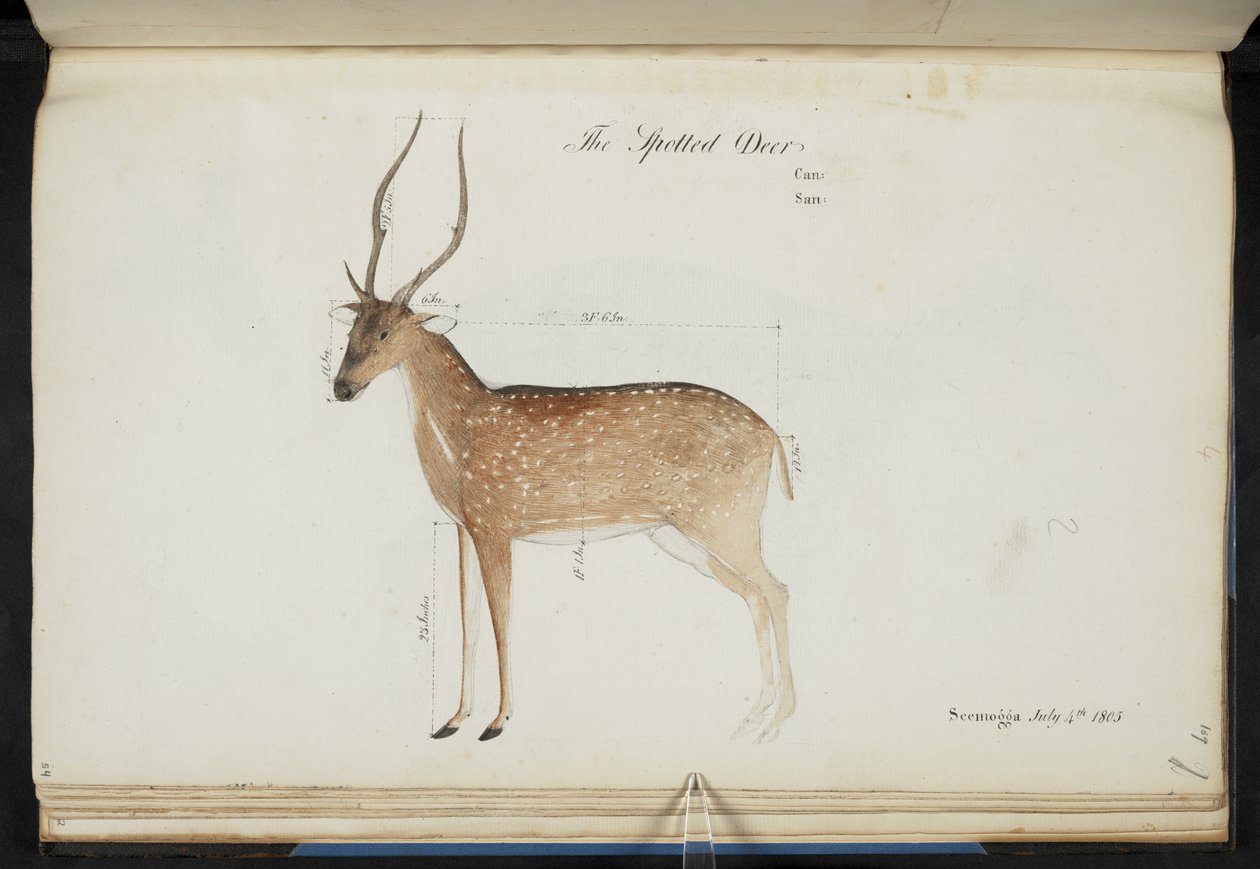 Chital. ‚Cervus axis‘. Původní nápisy: ‚The Spotted Deer Can: San: Seemogga July 4th 1805‘ [s uvedenými rozměry]  Vodové barvy.  1799-1819 od English School