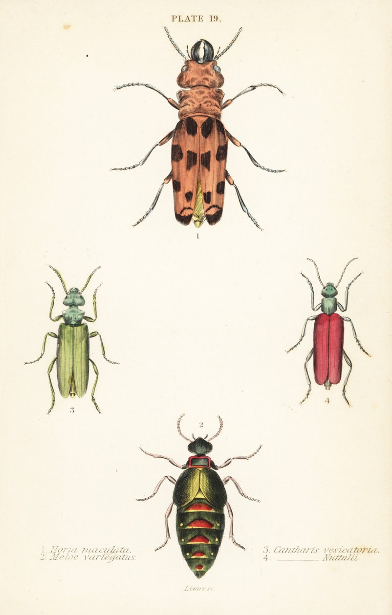Cissites maculata 1, olejník pestrý, Meloe variegatus 2, moucha španělská, Lytta vesicatoria 3 a puchýřník Nuttallův, Lytta nuttalli 4 od English School