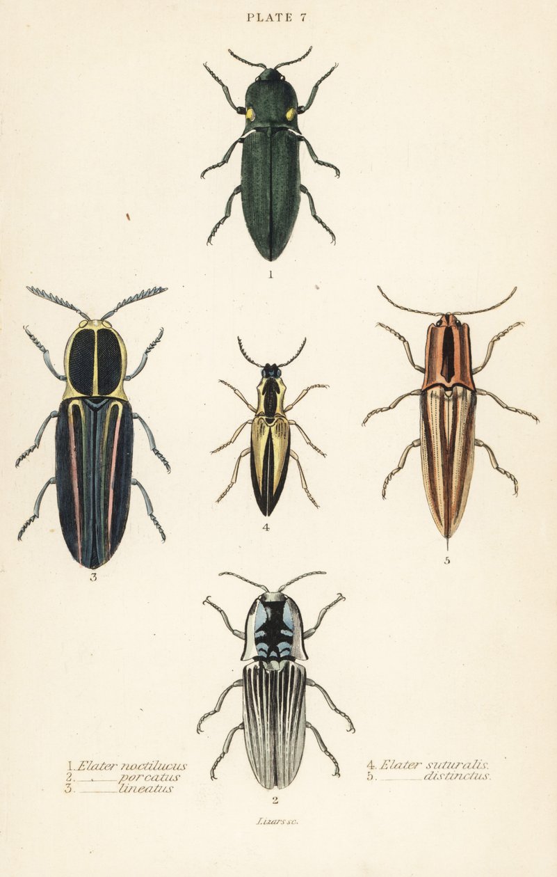 Click beetle: elastický světlomet, Pyrophorus nightlucus 1, Chalcolepidius porcatus 2, lemovaný brouk klikatý, Agriotes lineatus 3, Elater suturalis 4 a Semiotus Differentus 5 od English School