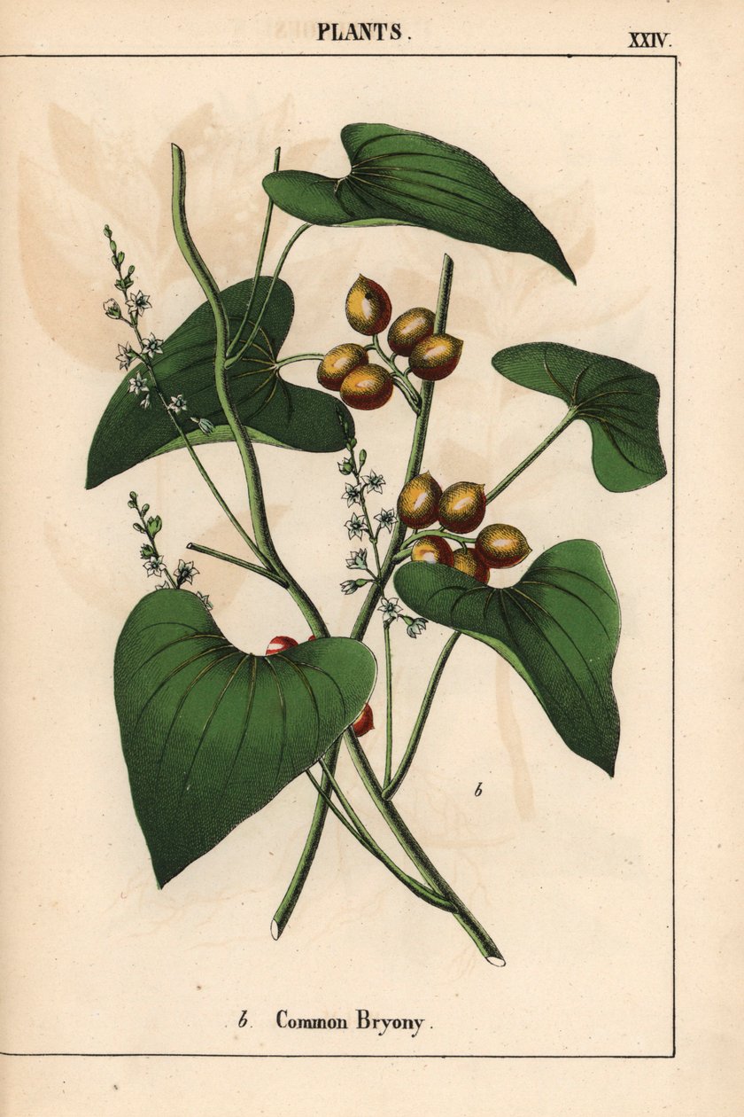 Bryony obecná se zlatými bobulemi. Bryonia alba   , z „Poučné obrázkové knihy aneb lekce ze světa zeleniny“, [Charlotte Mary Yonge], Edinburgh od English School