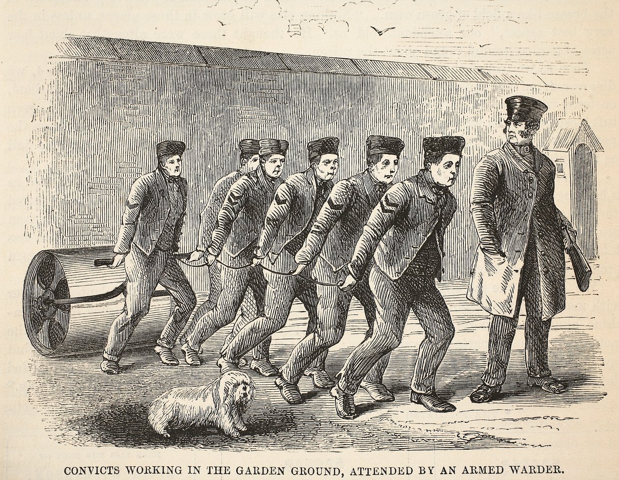 Odsouzení pracující na zahradě za přítomnosti ozbrojeného dozorce, ilustrace z knihy The Criminal Prisons of London and Scenes from Prison Life od Henryho Mayhewa a Johna Binnyho, pub. 1862 od English School