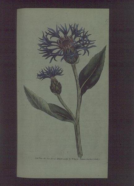 Chrpa (Centaurea montana), talíř 77 od Williama Curtise 
