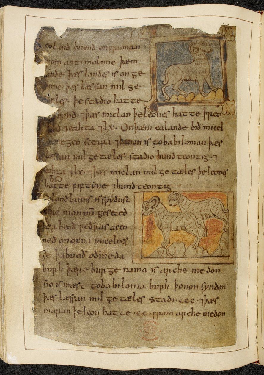 Bavlna Vitellius A. XV f.98v, Jedna rohatá ovce, otočená vpravo; dvě rohaté ovce, obrácené doleva, od Beowulfa, z „Nowellova kodexu“ (inkoust na pergamenu) od English School