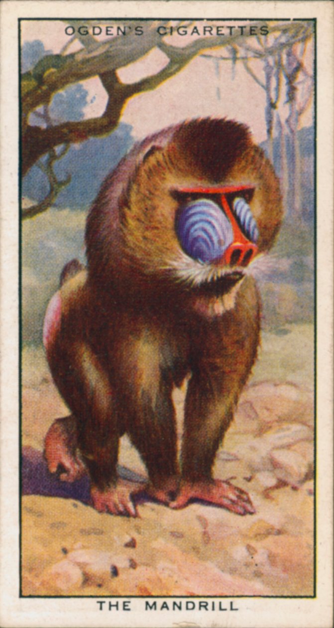 Barvy námluv, Zvířata, Mandril (barevná litografie) od English School