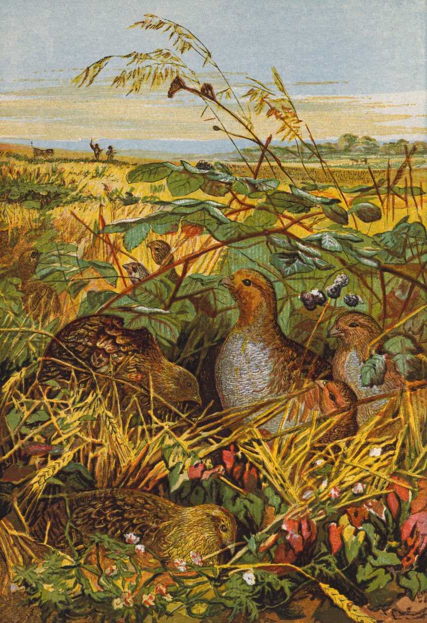Hejno koroptví (barevná litografie) od English School