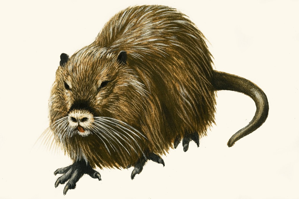 Coypu od English School