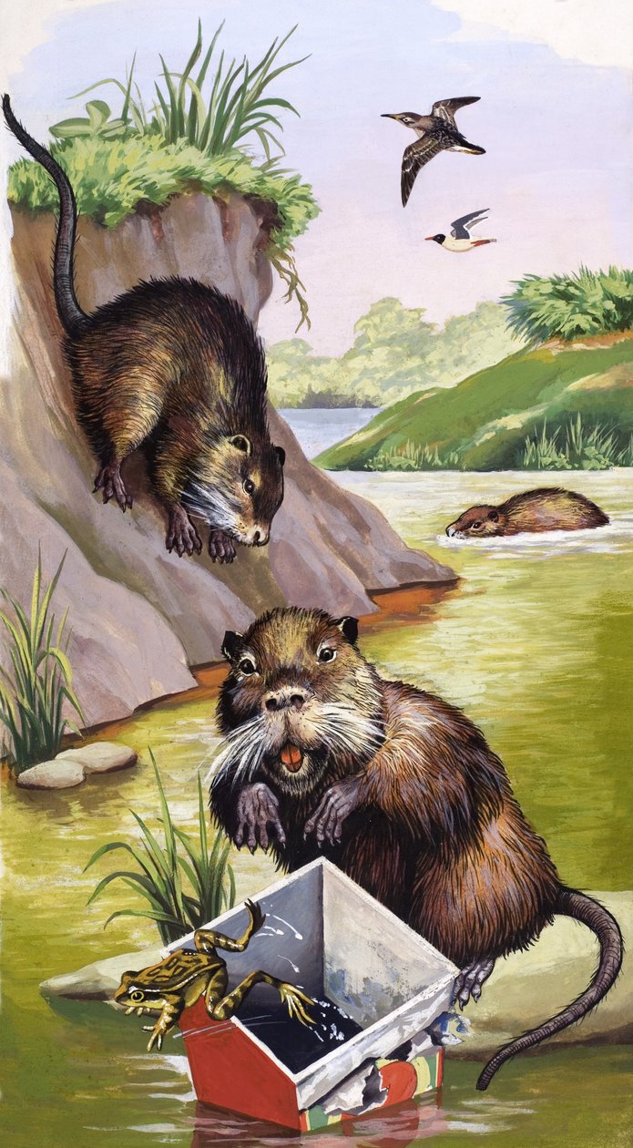 Coypu od English School