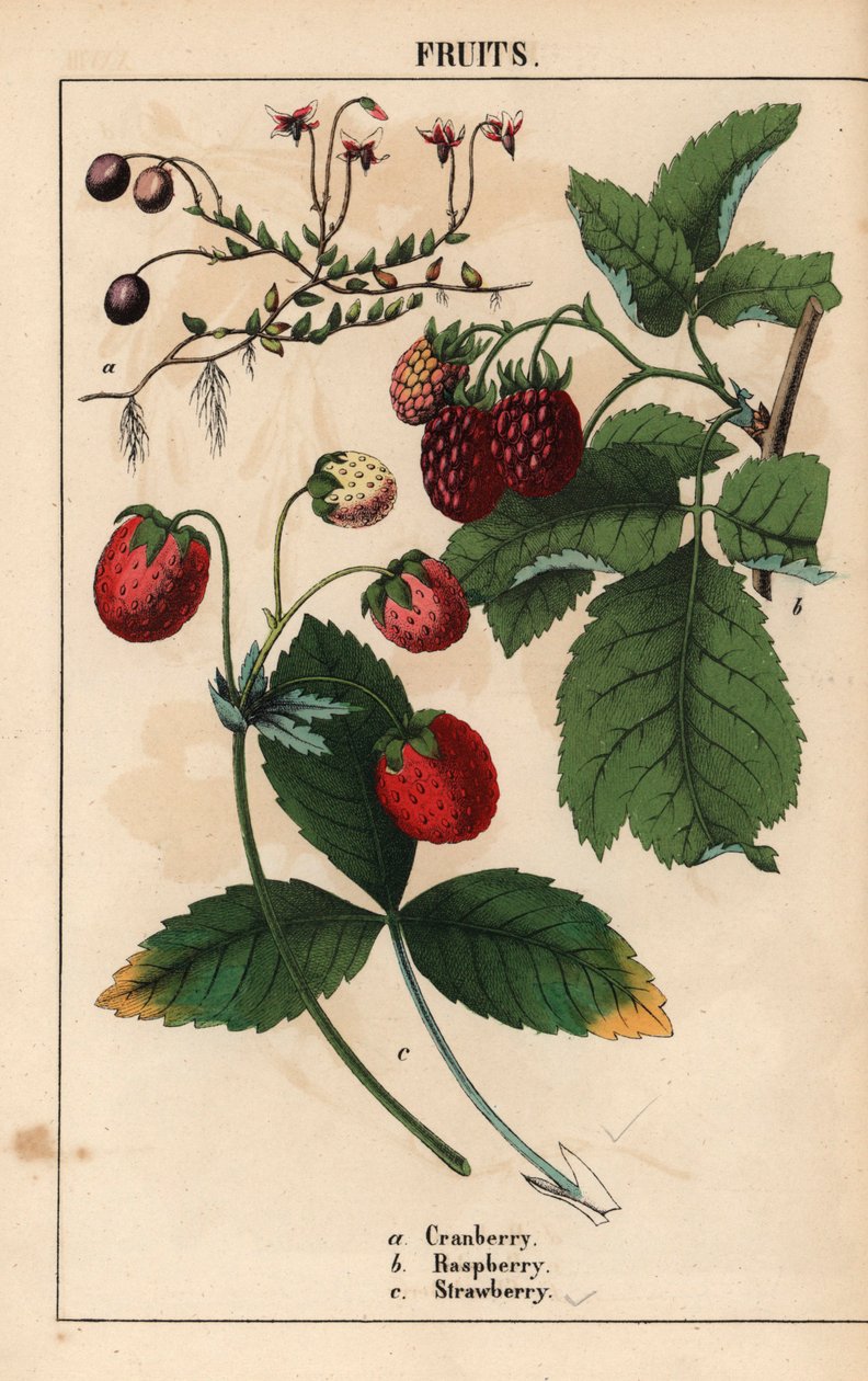 Ovoce brusinky, maliny a jahody.   , z „Poučné obrázkové knihy aneb lekce ze světa zeleniny“, [Charlotte Mary Yonge], Edinburgh od English School