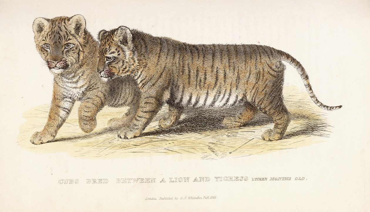 Mláďata odchovaná mezi lvem a tygřicí, tři měsíce stará, 1827-1835 od English School