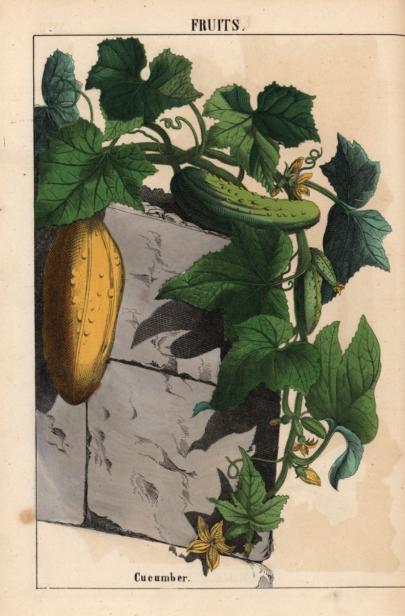 Rostlina okurky se žlutými nezralými a zralými zelenými plody okurky Cucumis sativus   , z „Poučné obrázkové knihy aneb lekce ze světa zeleniny“, [Charlotte Mary Yonge], Edinburgh od English School
