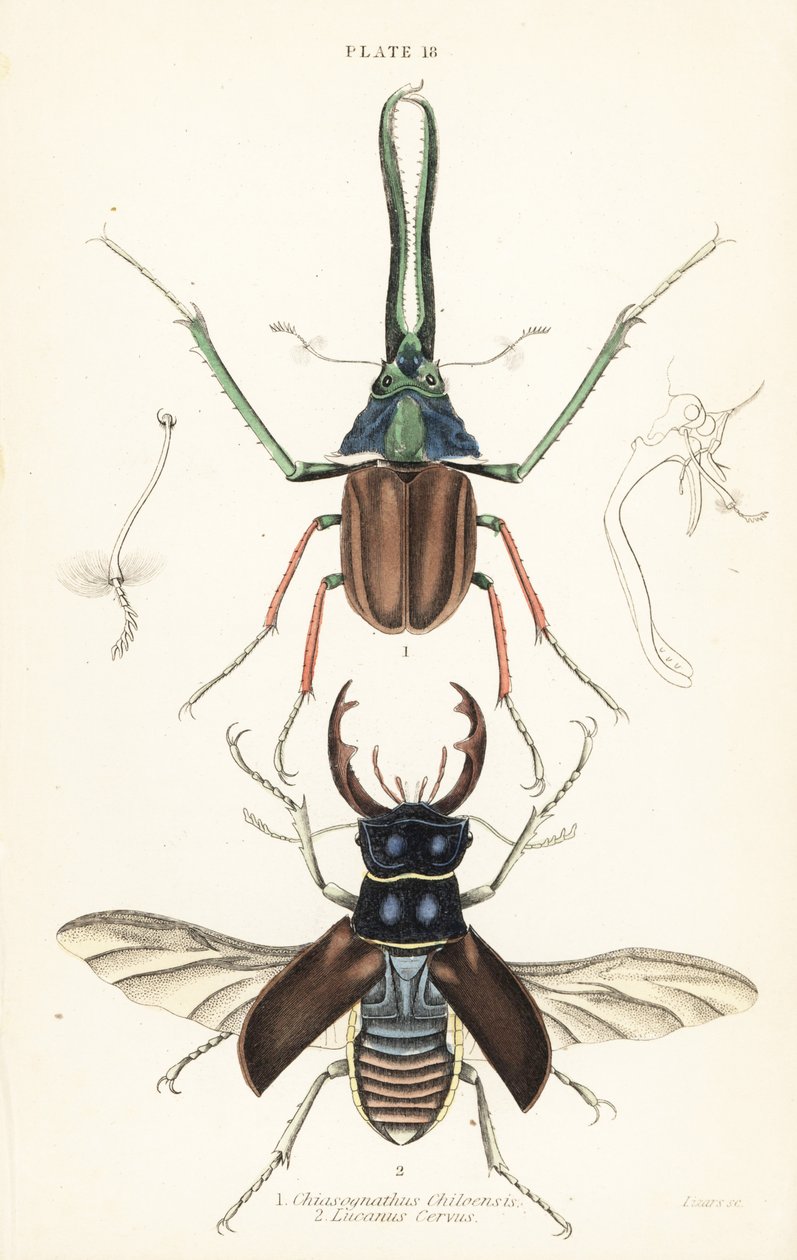 Darwinův brouk, roháč Grantův nebo roháč chilský, Chiasognathus grantii 1, a roháč evropský, Lucanus cervus od English School