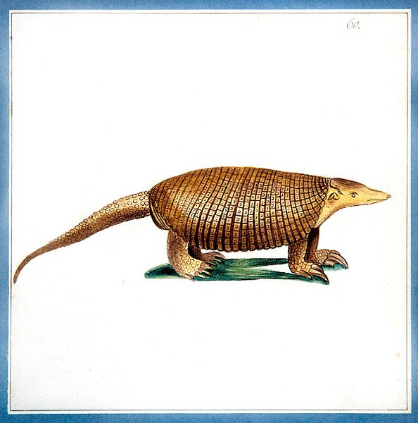 Dasypus armadillo, c.1810 (akvarel na papíře) od English School