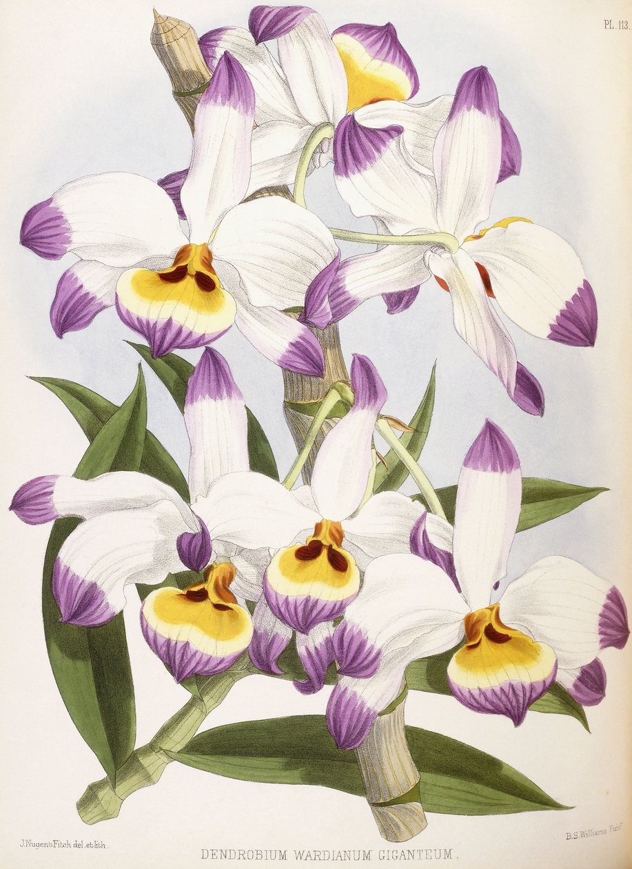Dendrobium Wardianum Giganteum, 1824-1890 od English School