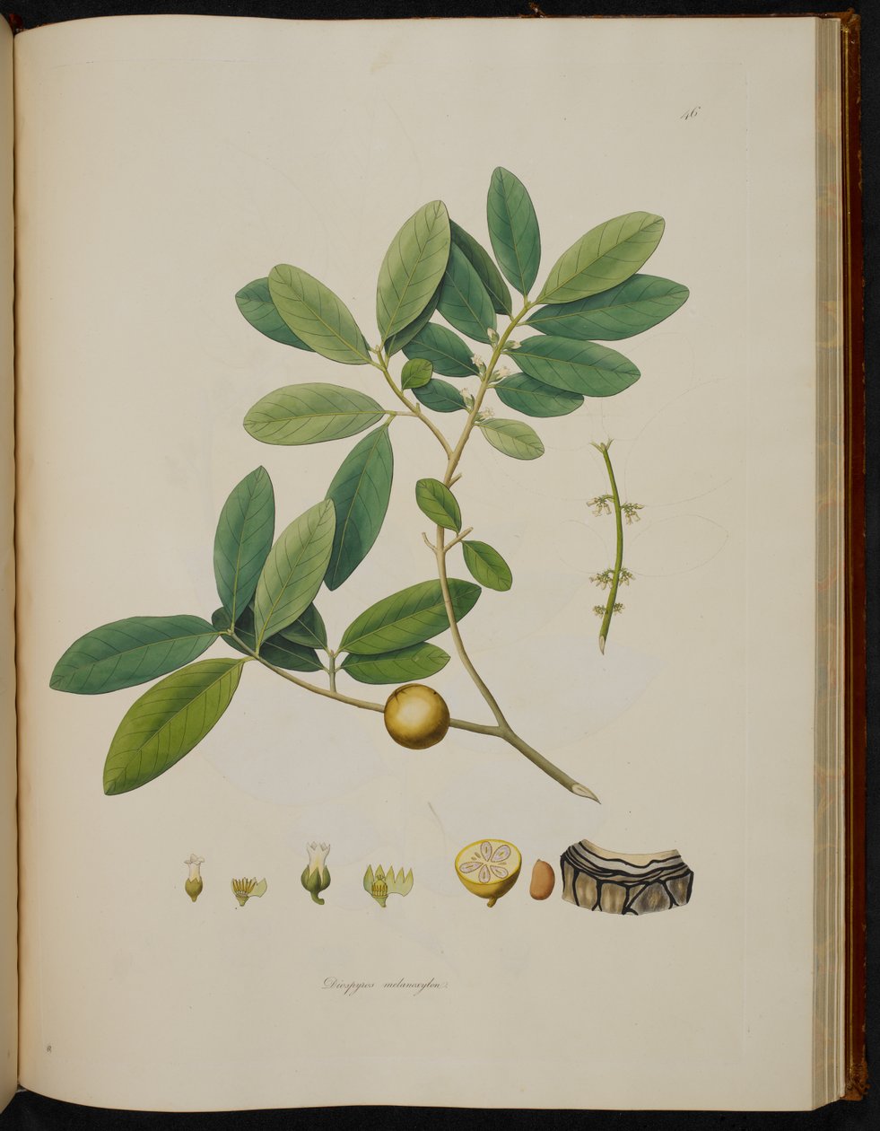 Diospyros melanoxylon, z ‚Rostliny na pobřeží Coromandel‘ od English School