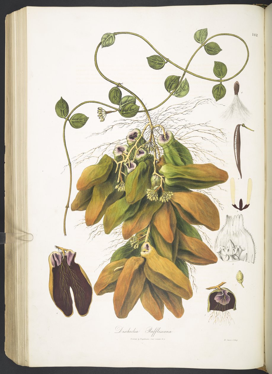 Dischidia Rafflesiana, deska 142 z 