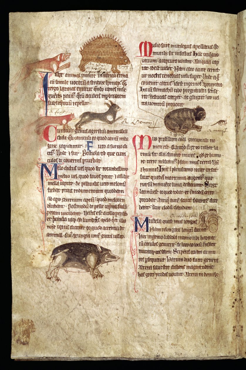 Pes honící dikobraza, liška honící zajíce, kočka honící myš atd., anglický bestiář, počátek 13. století (pergamen) od English School