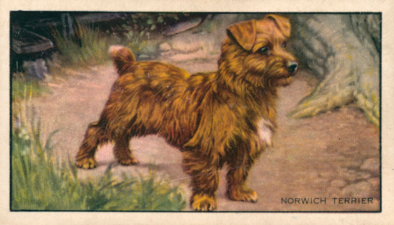 Psi: Norwichský teriér (barevná litografie) od English School