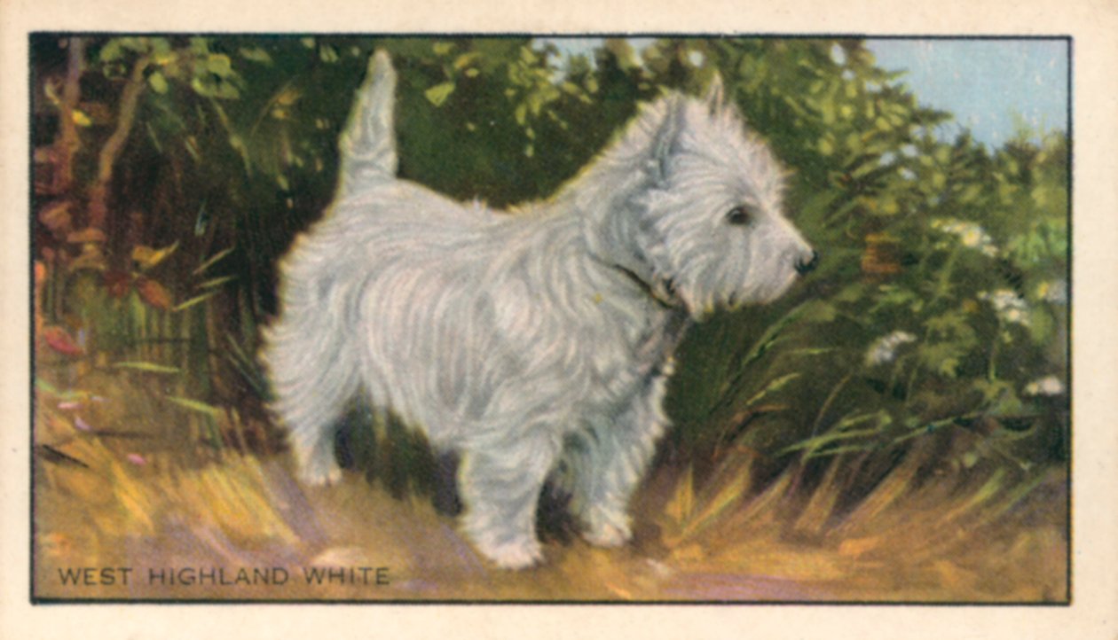 Psi: West Highland White (barevná litografie) od English School