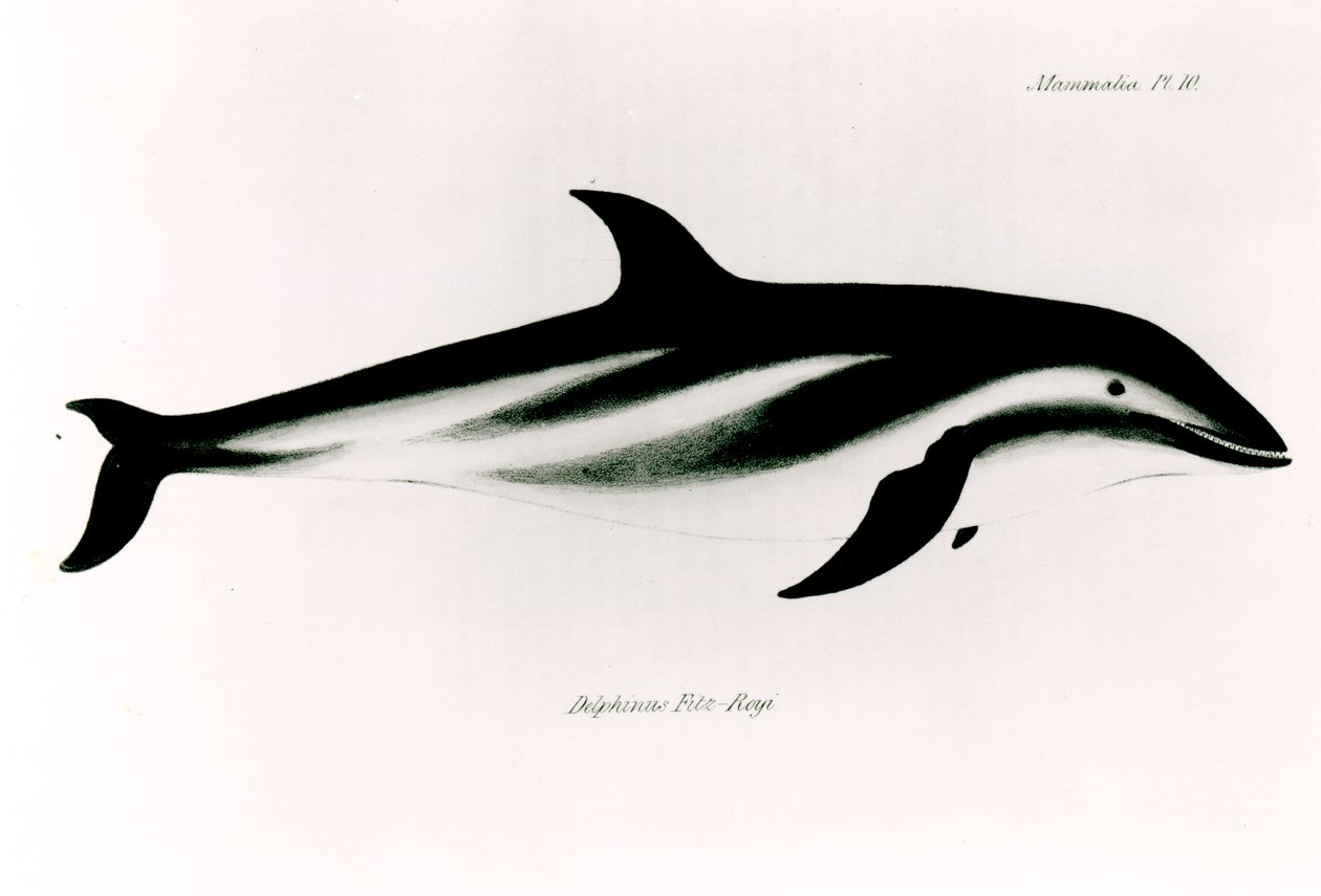Delfín, ilustrace z „Zoologie plavby H.M.S Beagle, 1832-36“, od Charlese Darwina (1809-92) od English School
